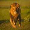 Hungry Lion