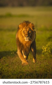 Hungry Lion