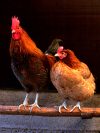 Chicken Hut Zimbabwe