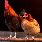 Chicken Hut Zimbabwe