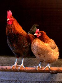 Chicken Hut Zimbabwe